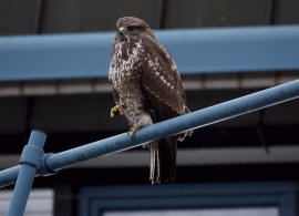 Buteo buteo / Musebussard / Habischtartige -  Accipitridae