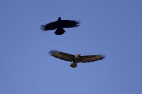 Buteo buteo / Musebussard / Habischtartige -  Accipitridae