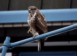 Buteo buteo / Musebussard / Habischtartige -  Accipitridae