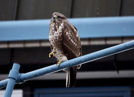 Buteo buteo / Musebussard / Habischtartige -  Accipitridae