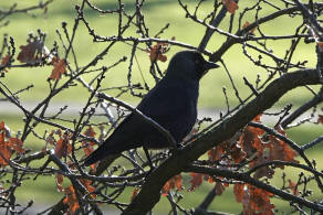 Coloeus monedula / Dohle / Rabenvgel - Corvidae