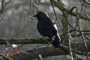 Coloeus monedula / Dohle / Rabenvgel - Corvidae