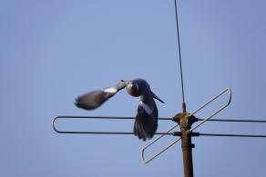 Columba palumbus / Ringeltaube / Tauben - Columbidae