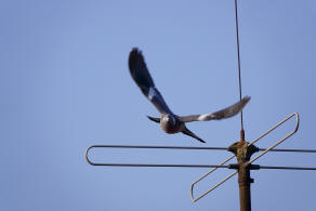 Columba palumbus / Ringeltaube / Tauben - Columbidae