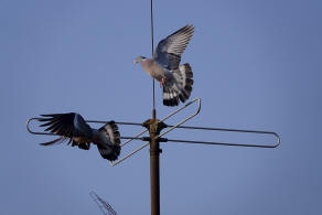 Columba palumbus / Ringeltaube / Tauben - Columbidae