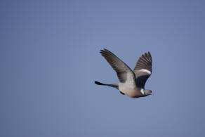 Columba palumbus / Ringeltaube / Tauben - Columbidae