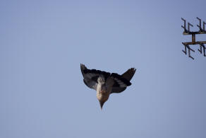 Columba palumbus / Ringeltaube / Tauben - Columbidae