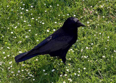 Corvus corone / Rabenkrhe / Rabenvgel - Corvidae / Ordnung: Sperlingsvgel - Passeriformes