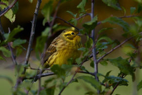 Emberiza citrinella / Goldammer / Ammern - Emberizidae