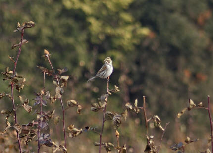 Emberiza schoeniclus / Rohrammer (Weibchen) / Ammern - Emberizidae