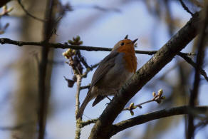 Erithacus rubecula / Rotkehlchen / Fliegenschnpper - Muscicapidae