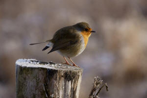 Erithacus rubecula / Rotkehlchen / Fliegenschnpper - Muscicapidae