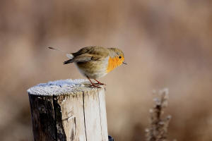 Erithacus rubecula / Rotkehlchen / Fliegenschnpper - Muscicapidae