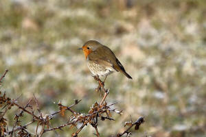 Erithacus rubecula / Rotkehlchen / Fliegenschnpper - Muscicapidae