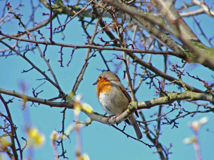 Erithacus rubecula / Rotkehlchen / Fliegenschnpper - Muscicapidae