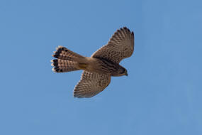 Falco tinnunculus / Turmfalke / Falkenartige - Falconidae