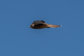 Falco tinnunculus / Turmfalke / Falkenartige - Falconidae