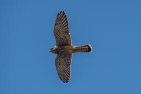 Falco tinnunculus / Turmfalke / Falkenartige - Falconidae