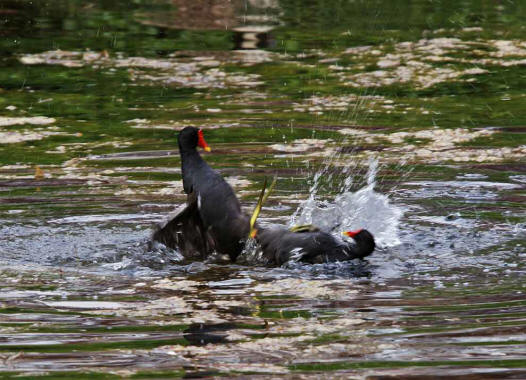 Gallinula chloropus / Teichhuhn / Rallen - Rallidae