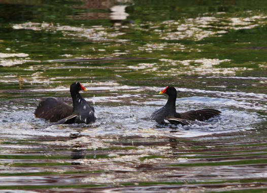 Gallinula chloropus / Teichhuhn / Rallen - Rallidae