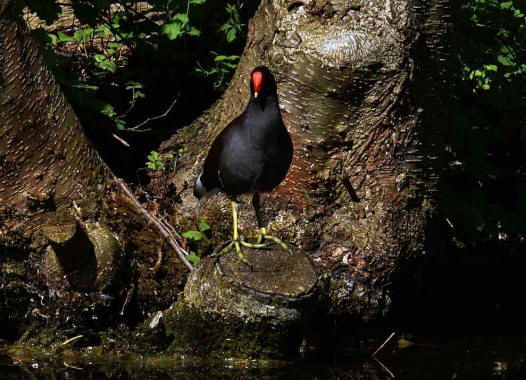 Gallinula chloropus / Teichhuhn / Rallen - Rallidae