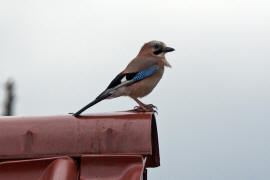 Garrulus glandarius / Eichelhher / Rabenvgel - Corvidae