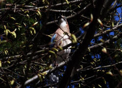 Garrulus glandarius / Eichelhher / Rabenvgel - Corvidae