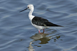 Himantopus himantopus / Stelzenlufer / Sbelschnbler - Recurvirostridae