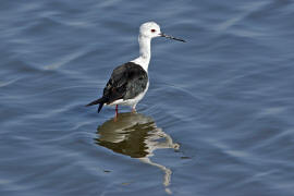 Himantopus himantopus / Stelzenlufer / Sbelschnbler - Recurvirostridae