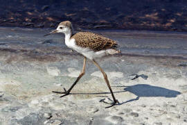 Himantopus himantopus / Stelzenlufer (Kken) / Sbelschnbler - Recurvirostridae