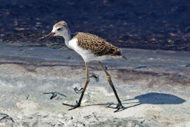 Himantopus himantopus / Stelzenlufer (Kken) / Sbelschnbler - Recurvirostridae