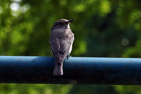 Muscicapa striata / Grauschnpper / Fliegenschnpper - Muscicapidae