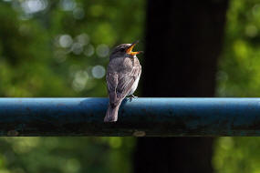 Muscicapa striata / Grauschnpper / Fliegenschnpper - Muscicapidae