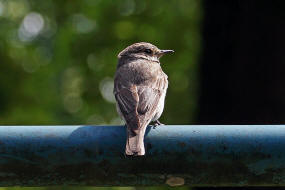 Muscicapa striata / Grauschnpper / Fliegenschnpper - Muscicapidae