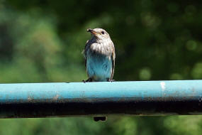 Muscicapa striata / Grauschnpper / Fliegenschnpper - Muscicapidae