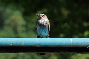 Muscicapa striata / Grauschnpper / Fliegenschnpper - Muscicapidae