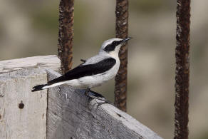 Oenanthe oenanthe / Steinschmtzer / Fliegenschnpper - Muscicapidae