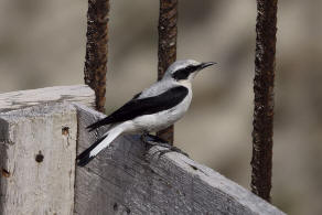 Oenanthe oenanthe / Steinschmtzer / Fliegenschnpper - Muscicapidae