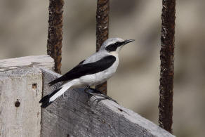 Oenanthe oenanthe / Steinschmtzer / Fliegenschnpper - Muscicapidae