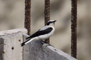 Oenanthe oenanthe / Steinschmtzer / Fliegenschnpper - Muscicapidae