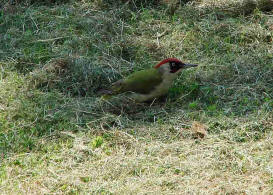 Picus viridis / Grnspecht / Spechte - Picidae