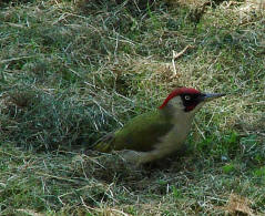 Picus viridis / Grnspecht / Spechte - Picidae