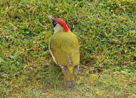 Picus viridis / Grnspecht / Spechte - Picidae