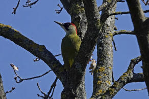 Picus viridis / Grnspecht / Spechte - Picidae