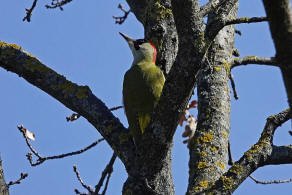 Picus viridis / Grnspecht / Spechte - Picidae