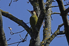 Picus viridis / Grnspecht / Spechte - Picidae