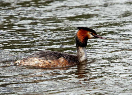 Podiceps cristatus / Haubentaucher / Lappentaucher - Podicipedidae