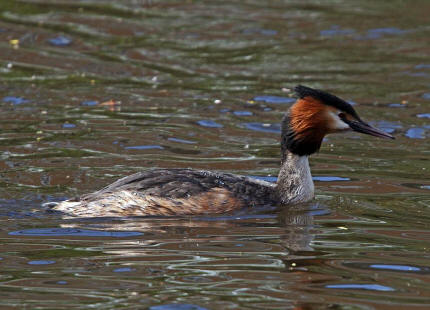 Podiceps cristatus / Haubentaucher / Lappentaucher - Podicipedidae