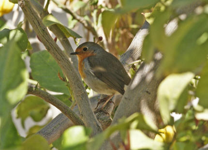 Erithacus rubecula / Rotkehlchen / Fliegenschnpper - Muscicapidae