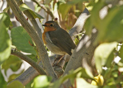 Erithacus rubecula / Rotkehlchen / Fliegenschnpper - Muscicapidae